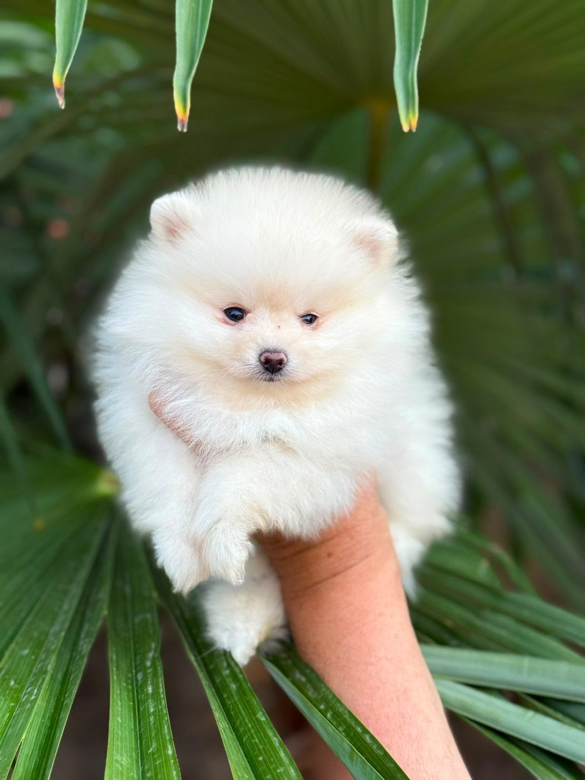 Mini Pomeranian-reutje, Particulier, Rabiës (hondsdolheid), 15 weken tot 1 jaar, Buitenland