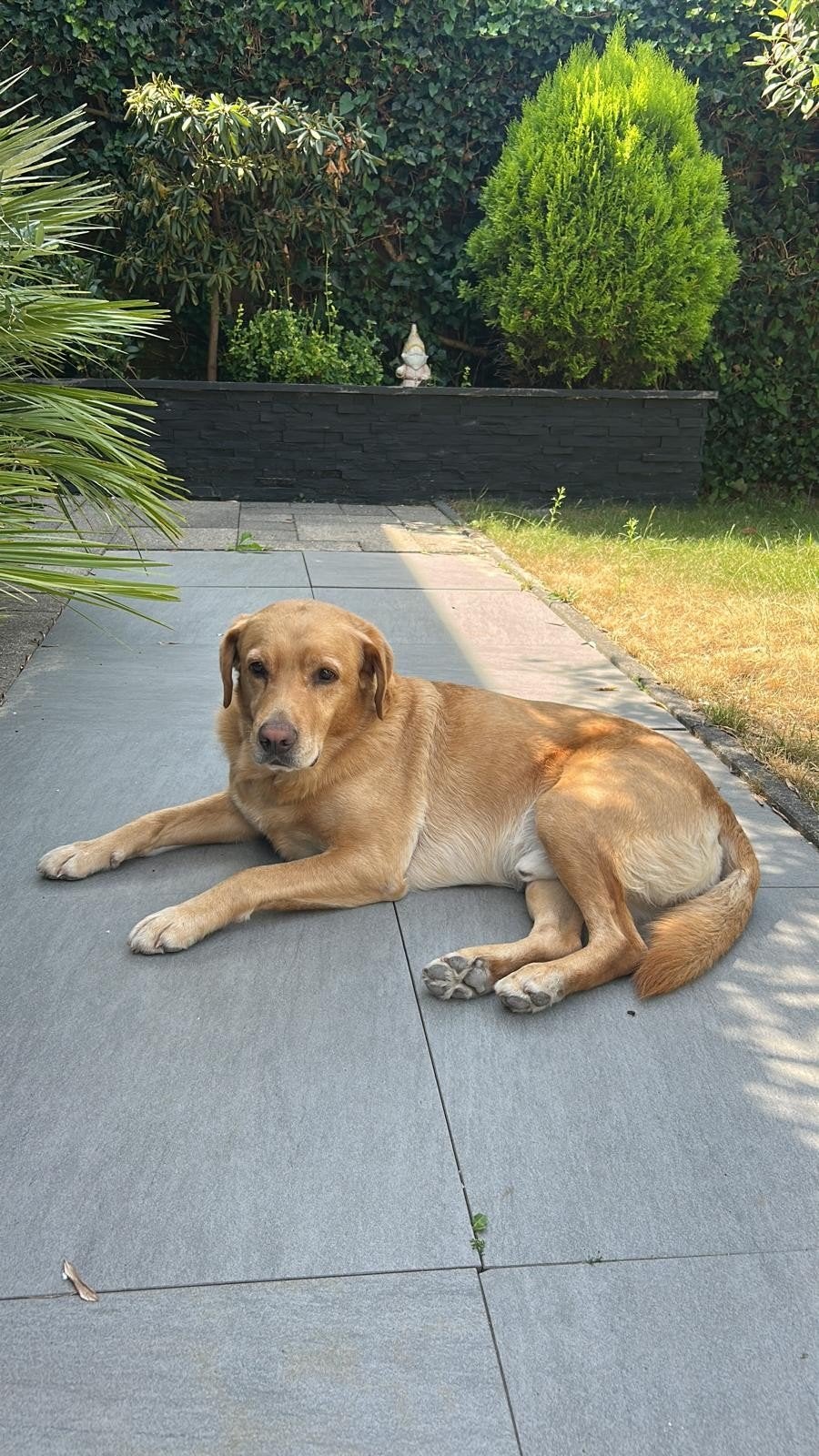 Oppas gezocht herfstvakantie voor onze hond Nelson, Particuliere oppas