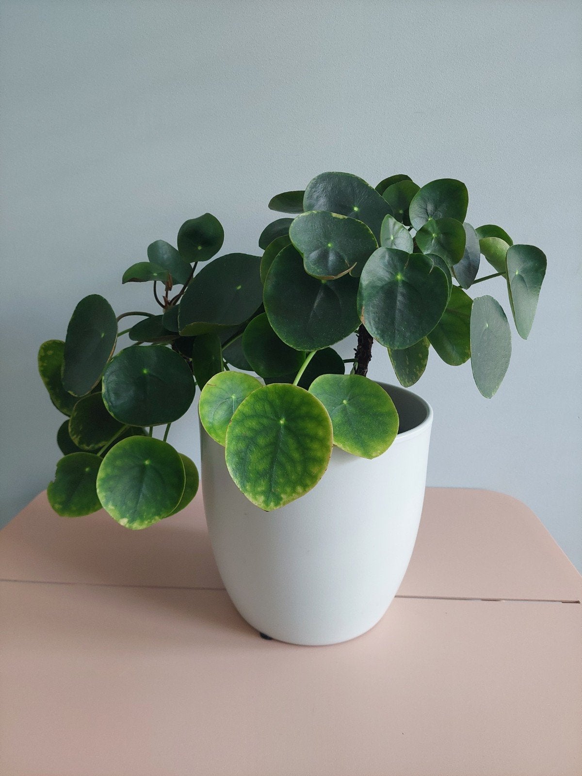 Pannenkoekplant (Pilea Peperomioides), Ophalen, Overige soorten, Halfschaduw, In pot