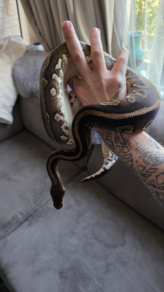 Verschillende koningspythons/ballpythons, Dieren en Toebehoren, Slang, Tam, 0 tot 2 jaar