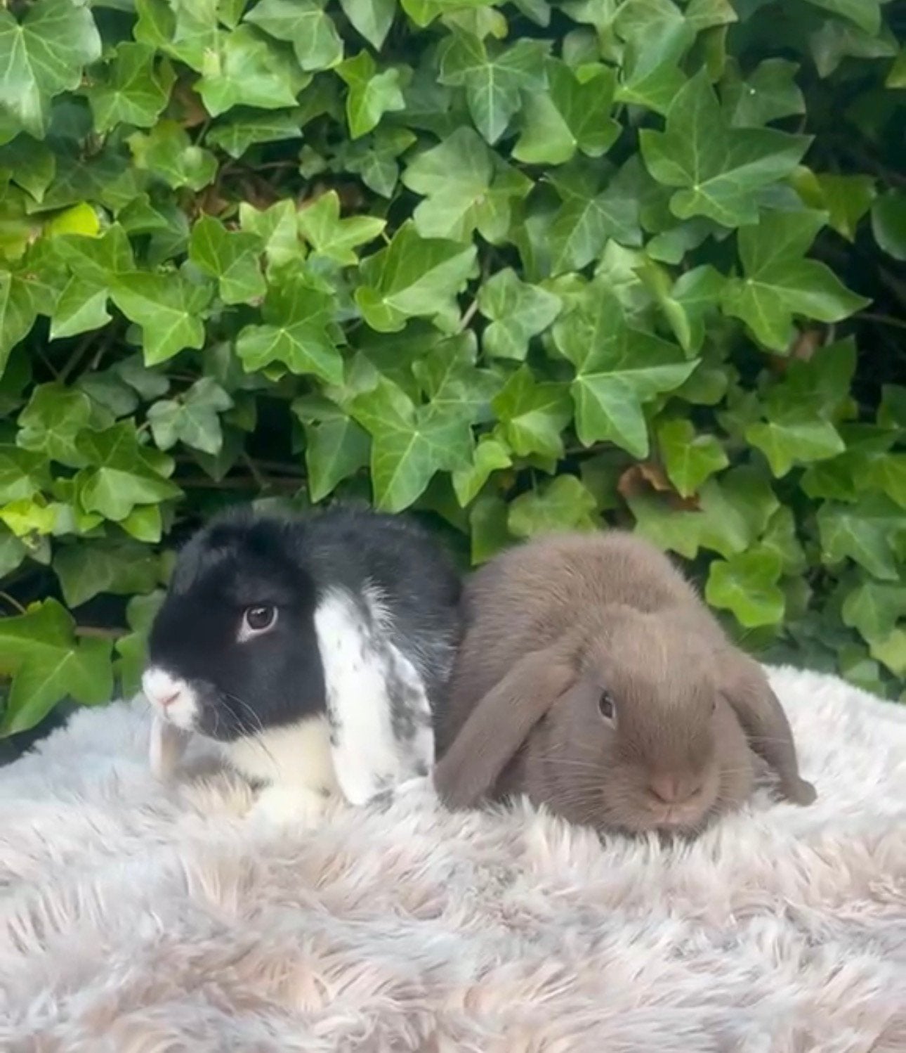 Lieve tamme baby Nederlandse hangoor dwergkonijnen, Meerdere dieren, Dwerg, Hangoor