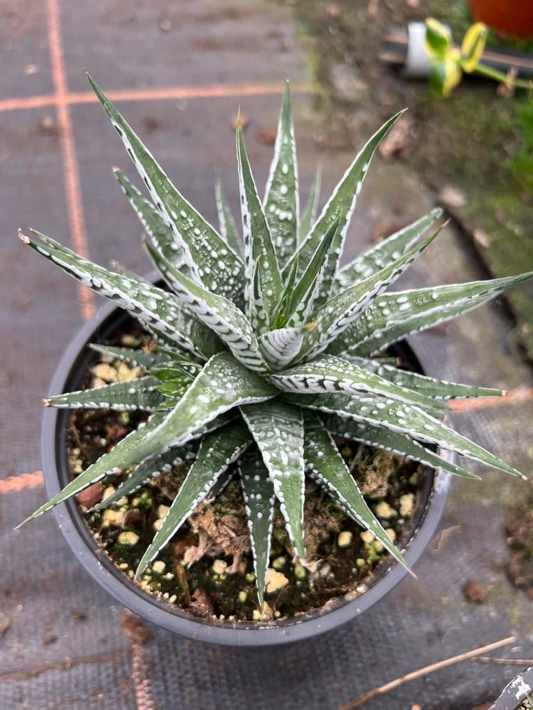 Haworthia faciata alaba, Ophalen of Verzenden, Halfschaduw, Minder dan 100 cm