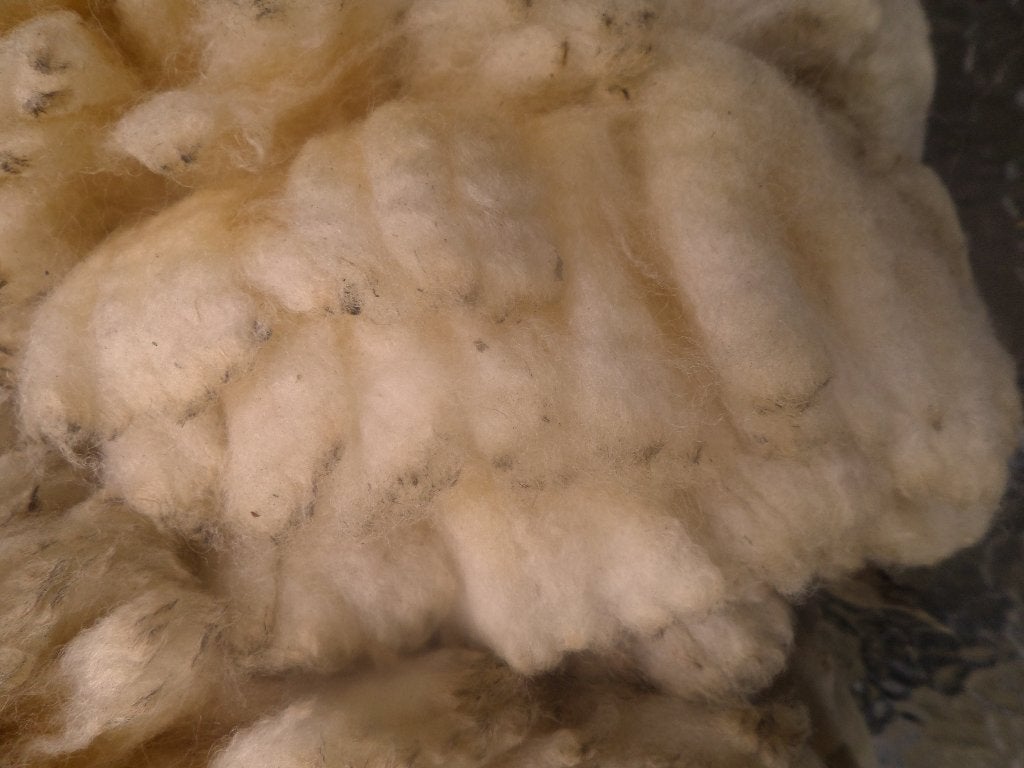 Clun Forrest schapenvacht Spinwol spinnen nagezien, Ophalen of Verzenden, Nieuw, Spinwol