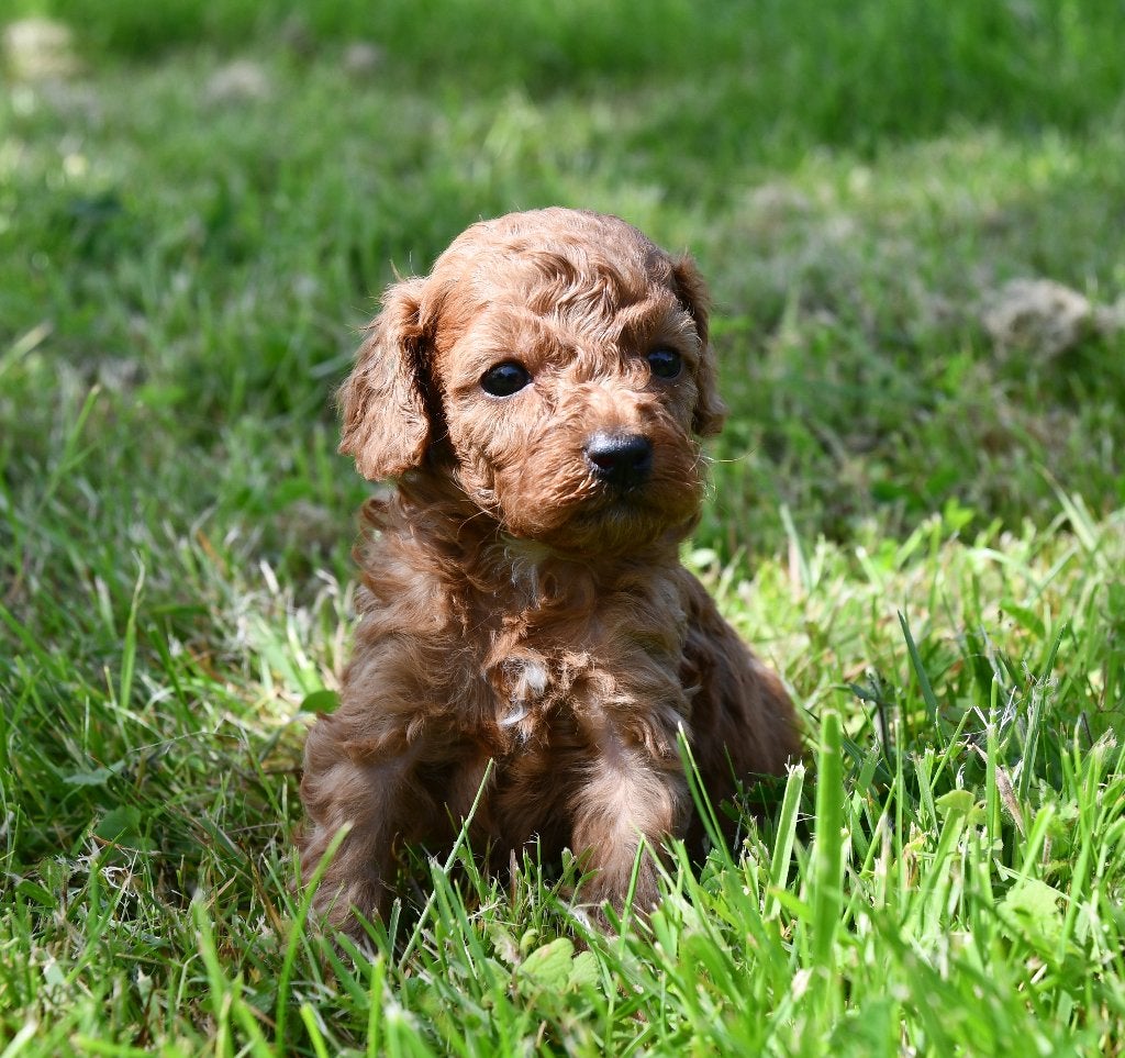 Mooie rode Toy poedel pups uit geteste ouders, Dieren en Toebehoren, Honden | Chihuahua's en Gezelschapshonden, Poedel, Parvo