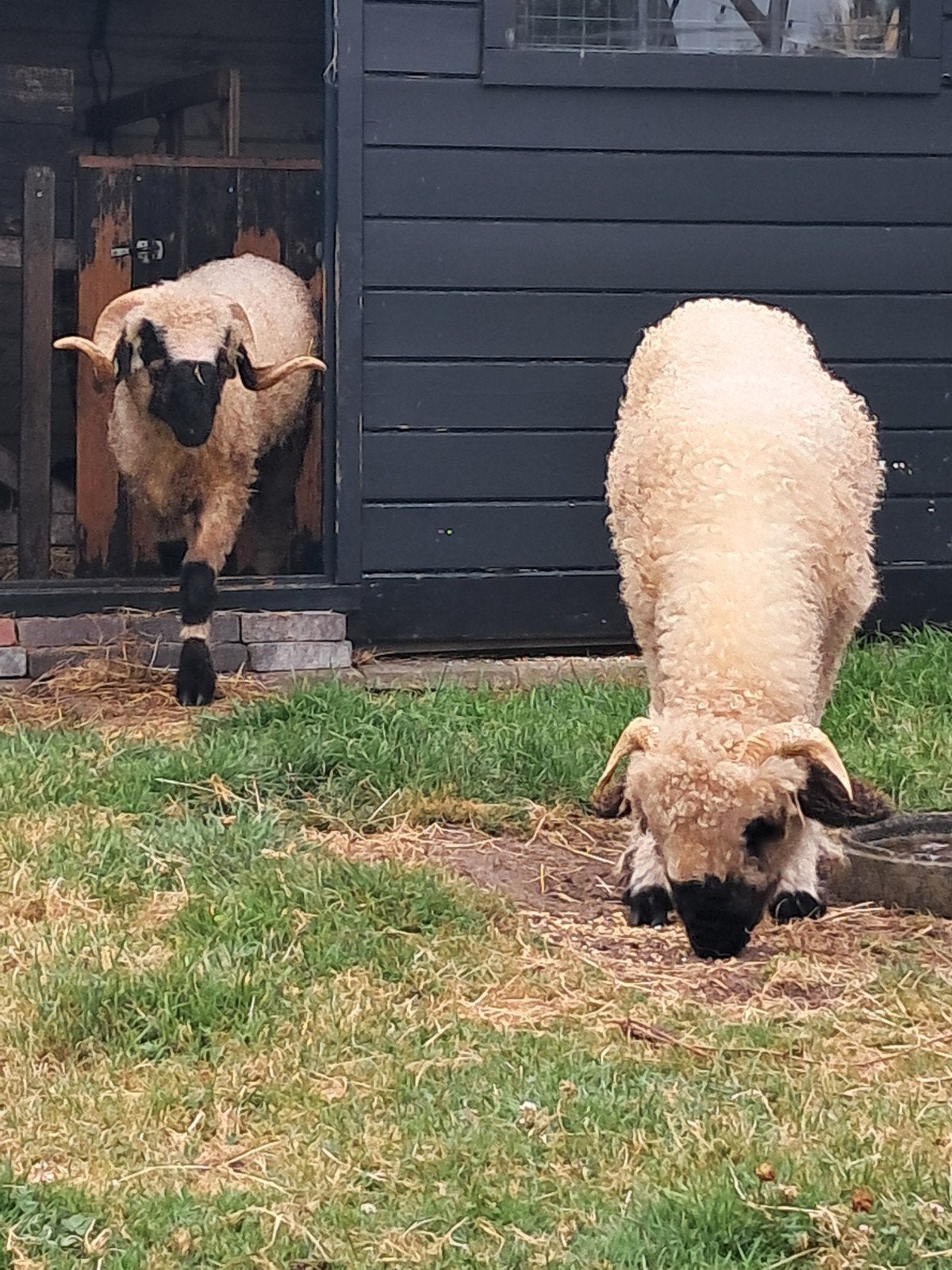Setje Walliser Schwarznase. Een ooi en een ram, Meerdere dieren, Schaap