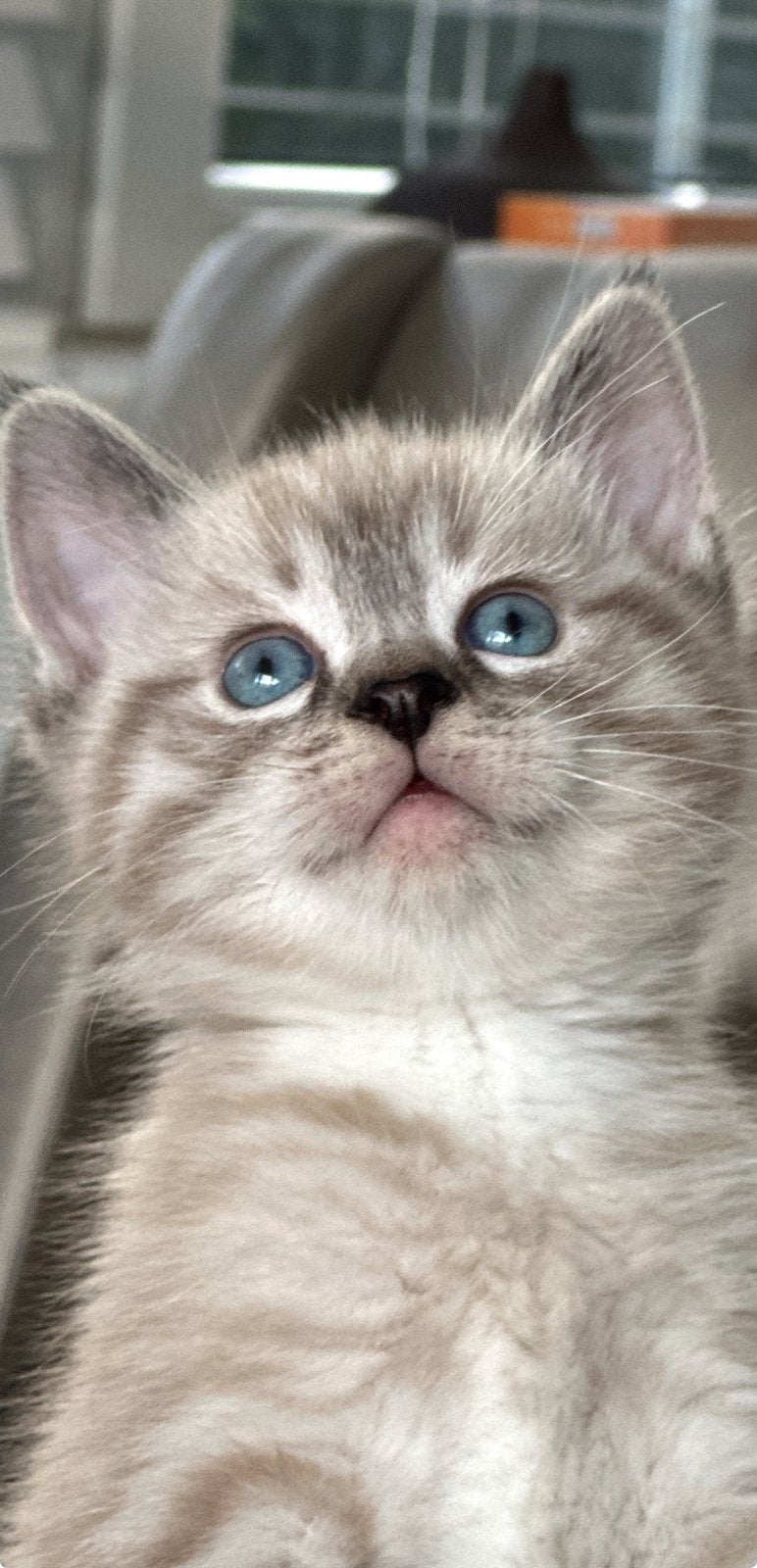 Knuffelkittens Heilige Birmaan x Maine coon kittens, Dieren en Toebehoren, Katten en Kittens | Raskatten | Korthaar, Meerdere dieren