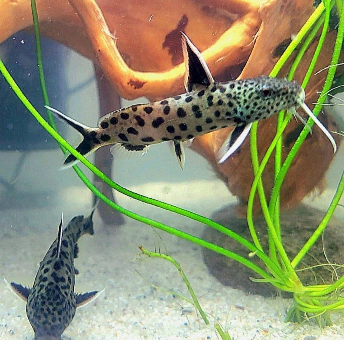 Synodontis Petricola dwarf, Vis