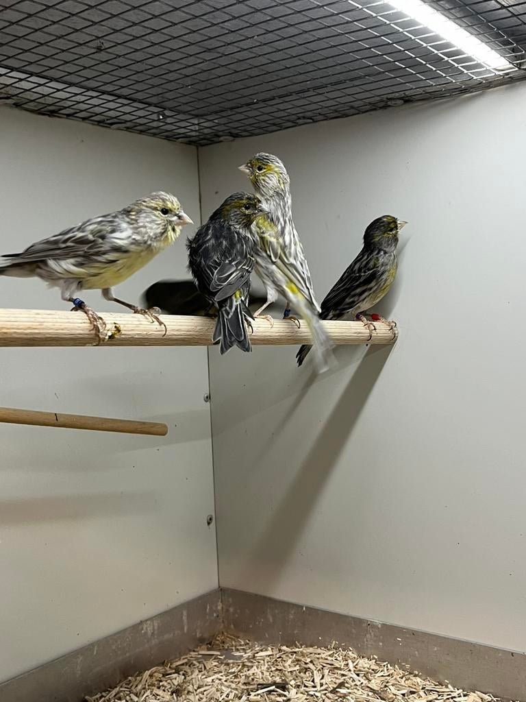 Kanarie Mannen diverse kleuren, Dieren en Toebehoren, Vogels | Kanaries, Mannelijk, Kleurkanarie