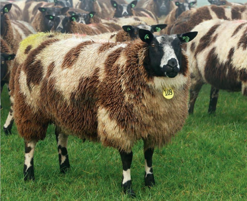 Schapenwol wandelwol, Dieren en Toebehoren, Vrouwelijk, Schaap