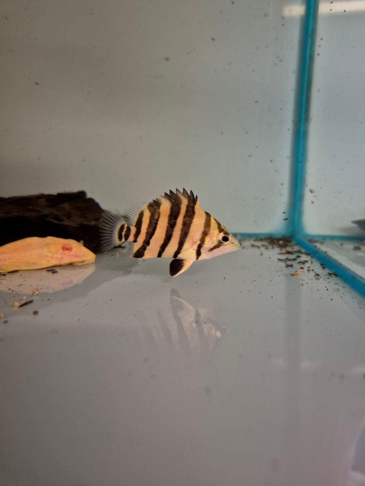 Datnioides microlepis sumatra, Vis, Zoetwatervis