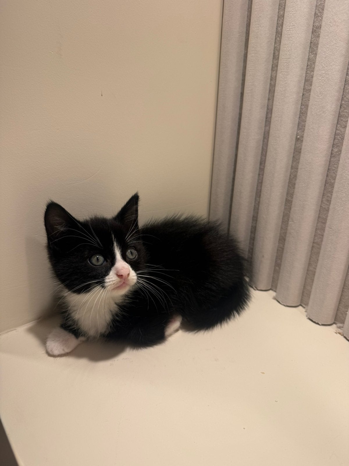 Zoro – Black & White Kitten Looking for a Loving New Home, Kater, Ontwormd, 0 tot 2 jaar