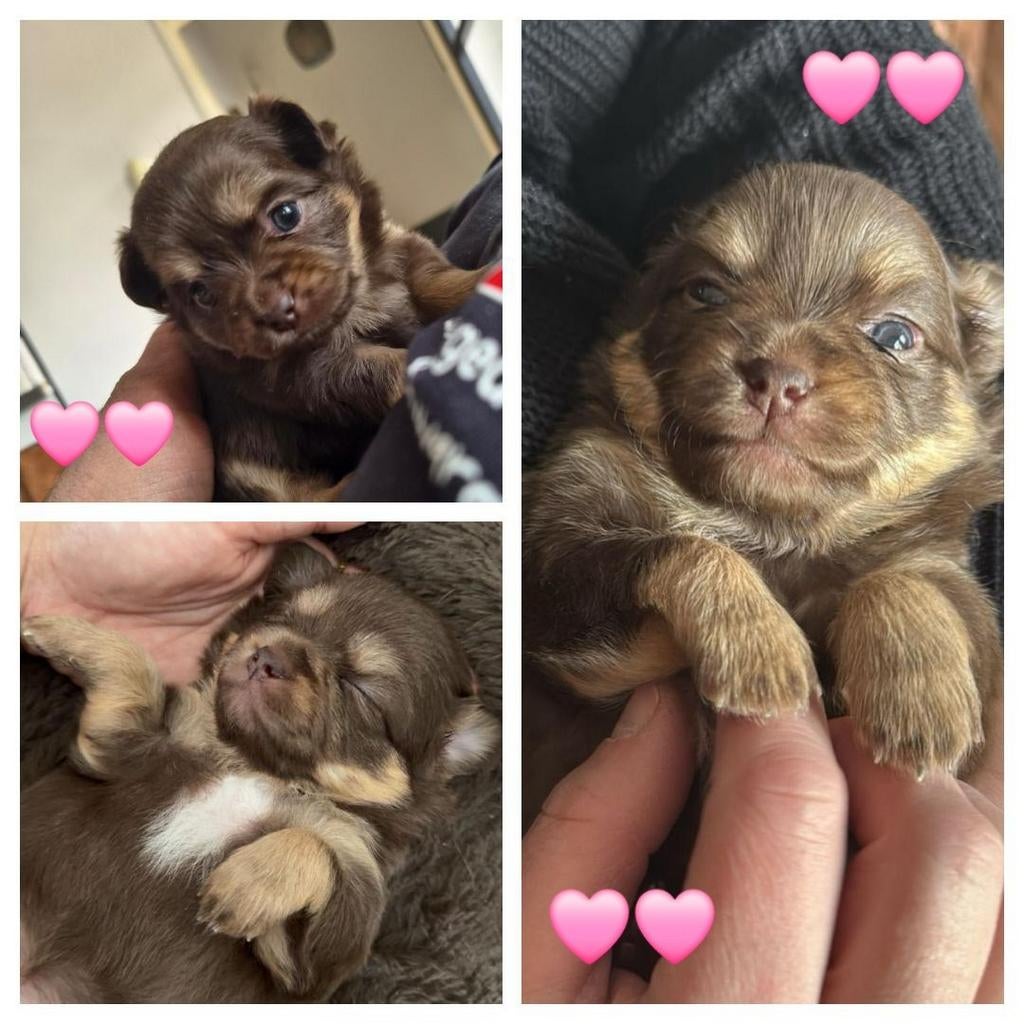 Choco tan teefje chihuahua langhaar, Dieren en Toebehoren, 8 tot 15 weken, Teef, Eén hond, Chihuahua