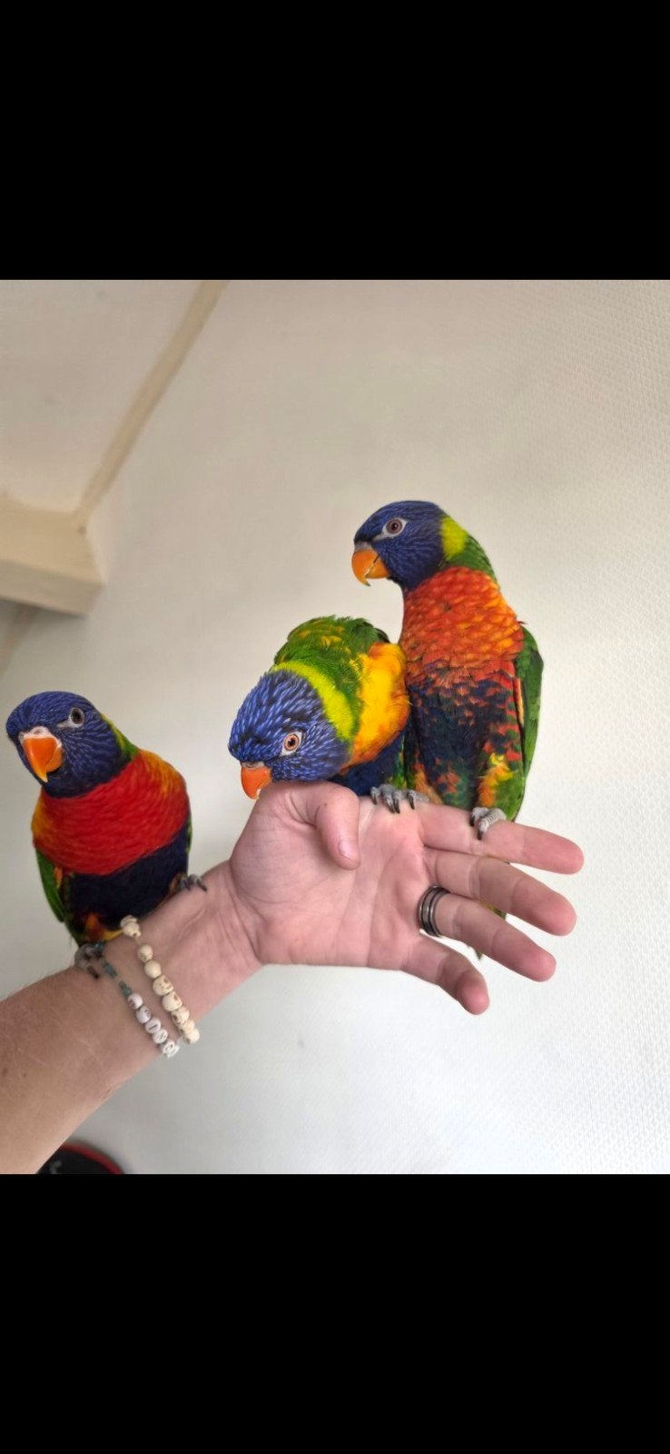 4 tamme lories van de blauwe bergen, Dieren en Toebehoren, Vogels | Parkieten en Papegaaien, Geslacht onbekend, Papegaai, Pratend