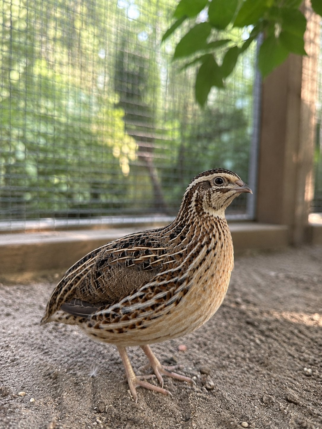 Euro-kwartels - hanen, Meerdere dieren, Overige soorten