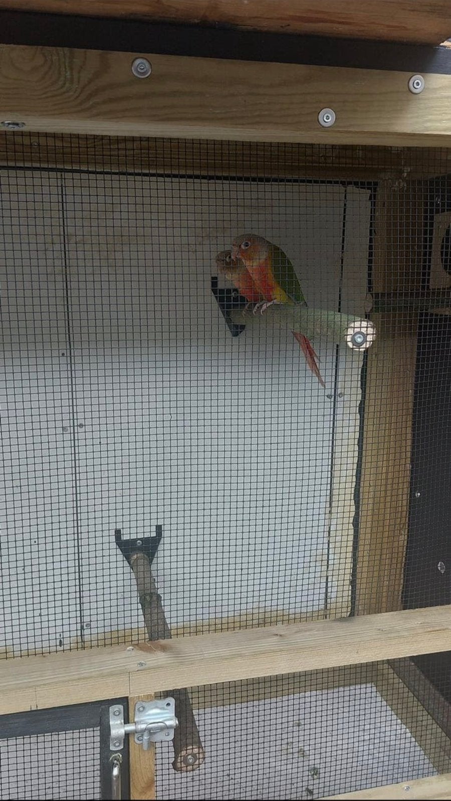 Mooi goedklikkend bewezen koppel pyrruha molinae pineapple, Meerdere dieren, Parkiet