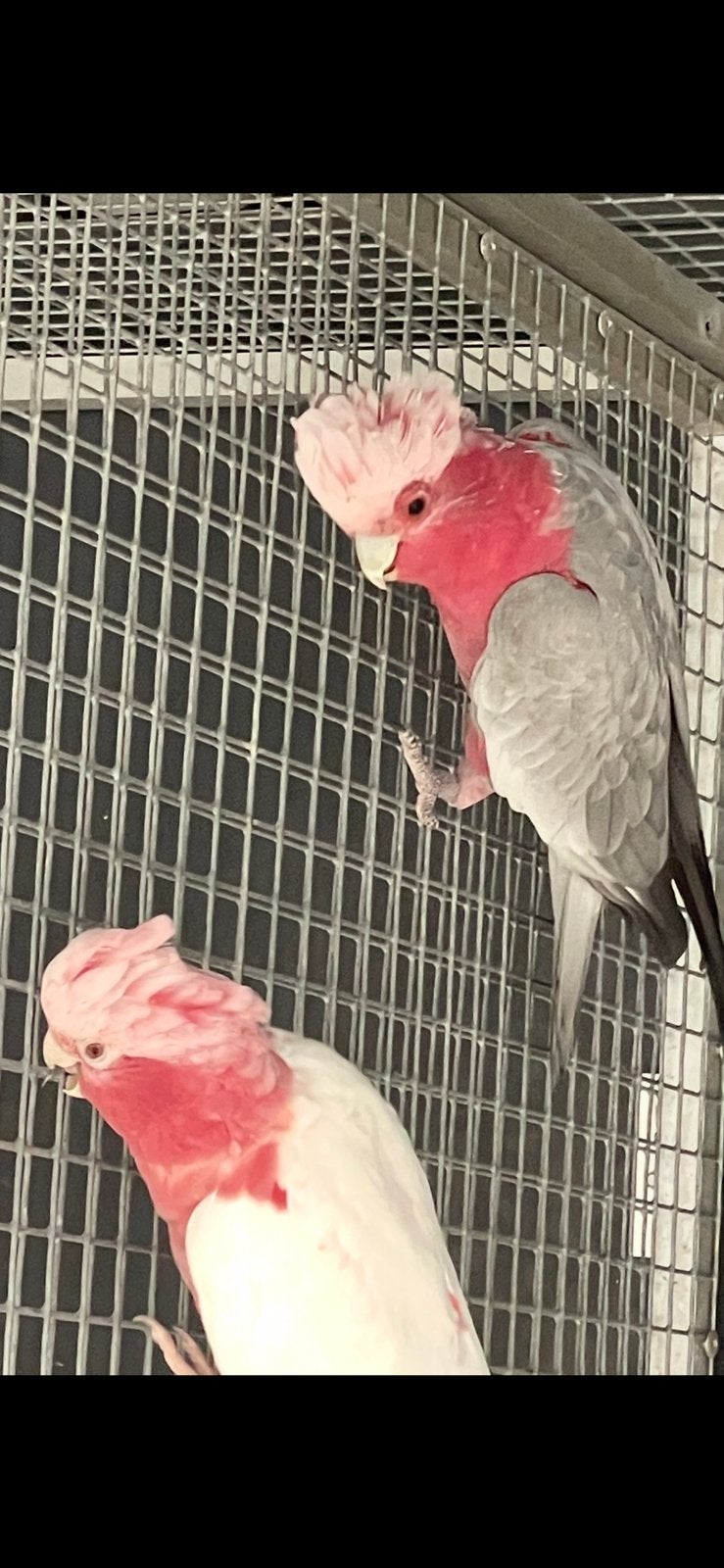 Rose kakatoes Ruilen, Dieren en Toebehoren, Meerdere dieren, Papegaai, Geringd