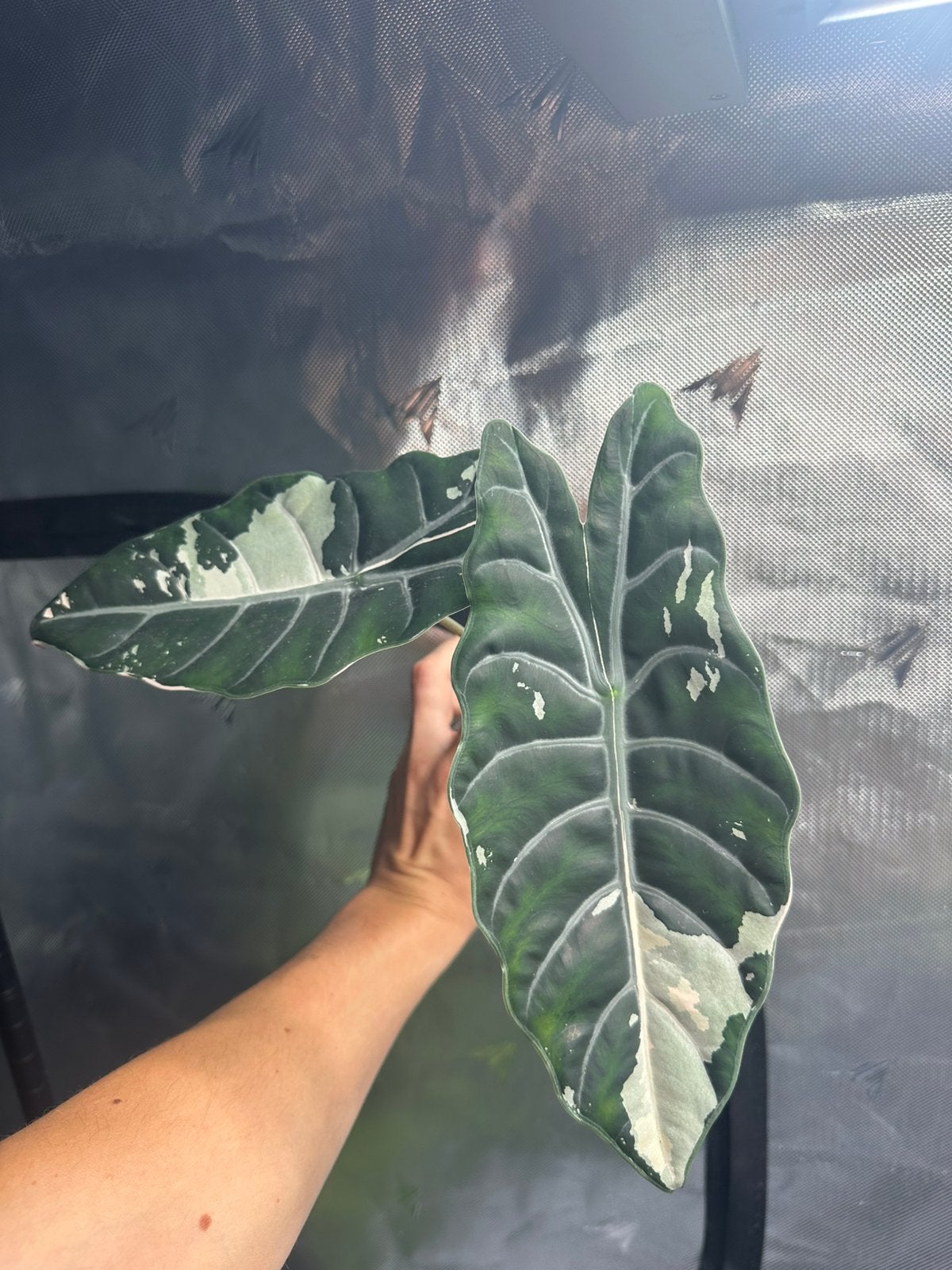 Alocasia chantrieri pink variegated, Ophalen of Verzenden, Halfschaduw, Minder dan 100 cm