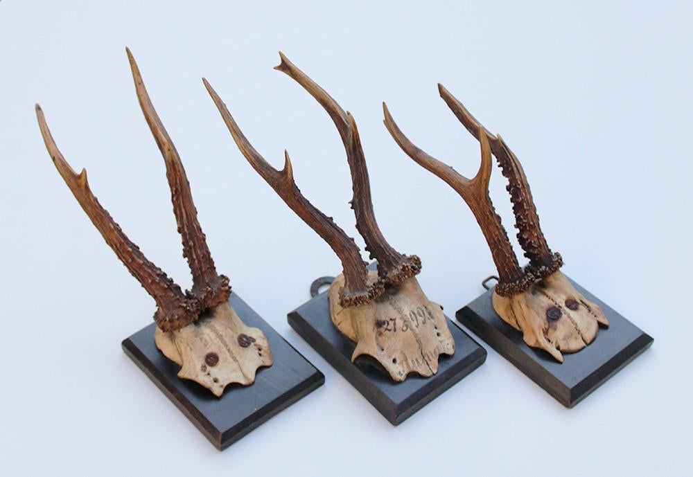 3 x antiek REE GEWEI  op zwart houten schild  - 1899