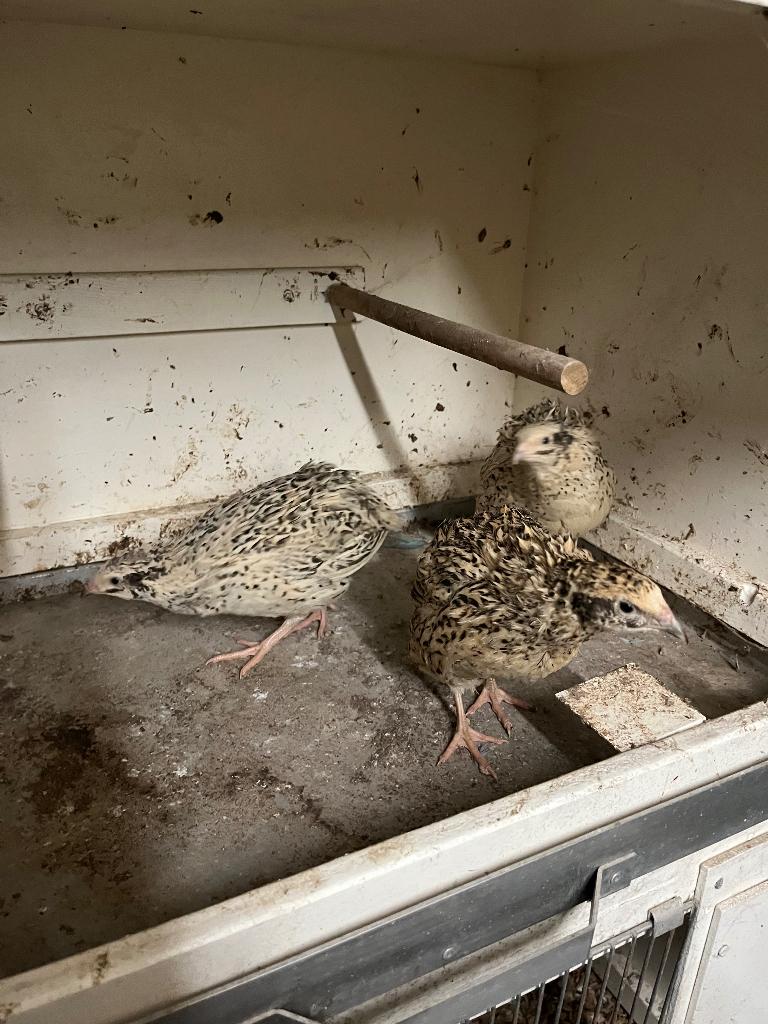 Broedeieren Japanse kwartels, Dieren en Toebehoren, Pluimvee, Geslacht onbekend, Overige soorten