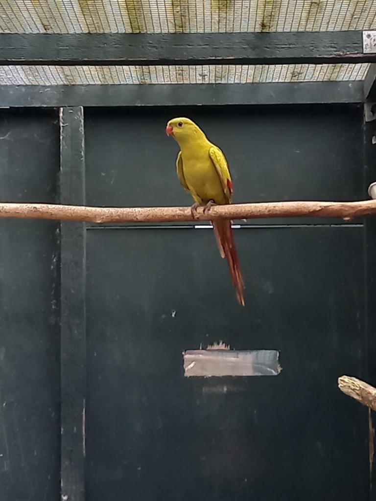 Tel: Bergparkiet kweekman 2019 geel pastel gezoomd, Dieren en Toebehoren, Vogels | Parkieten en Papegaaien, Mannelijk, Parkiet