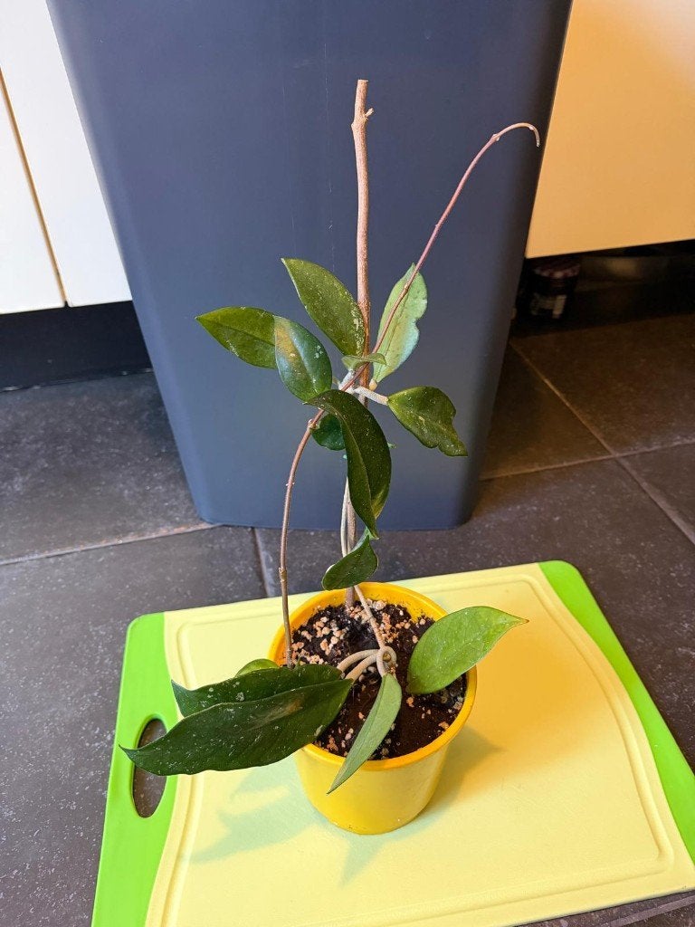 Hoya Carnosa, Huis en Inrichting, Ophalen, Halfschaduw, Minder dan 100 cm