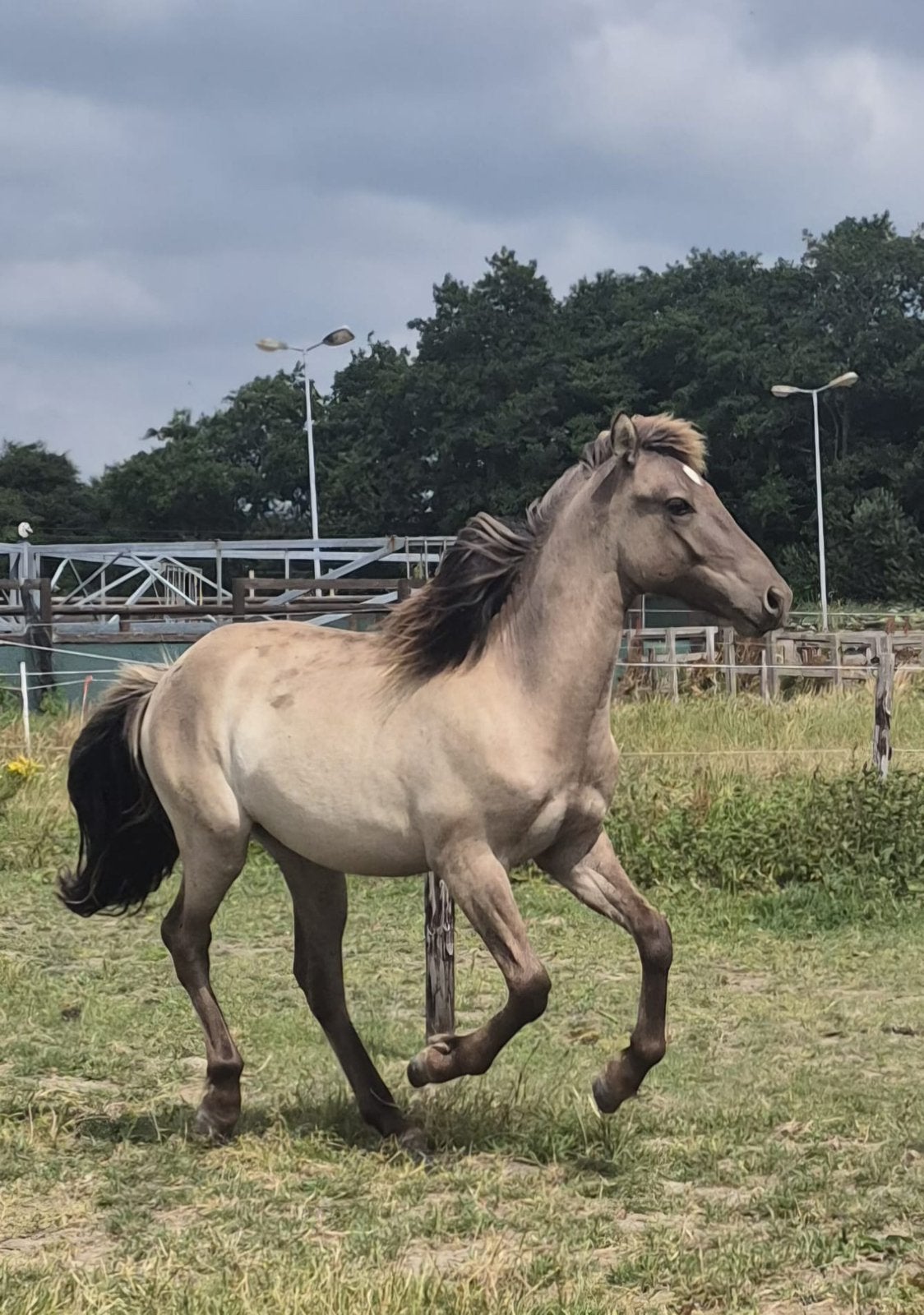 Diverse ponys te koop. Ijslander en kruisingen., Minder dan 160 cm, Met stamboom, 3 tot 6 jaar, Onbeleerd
