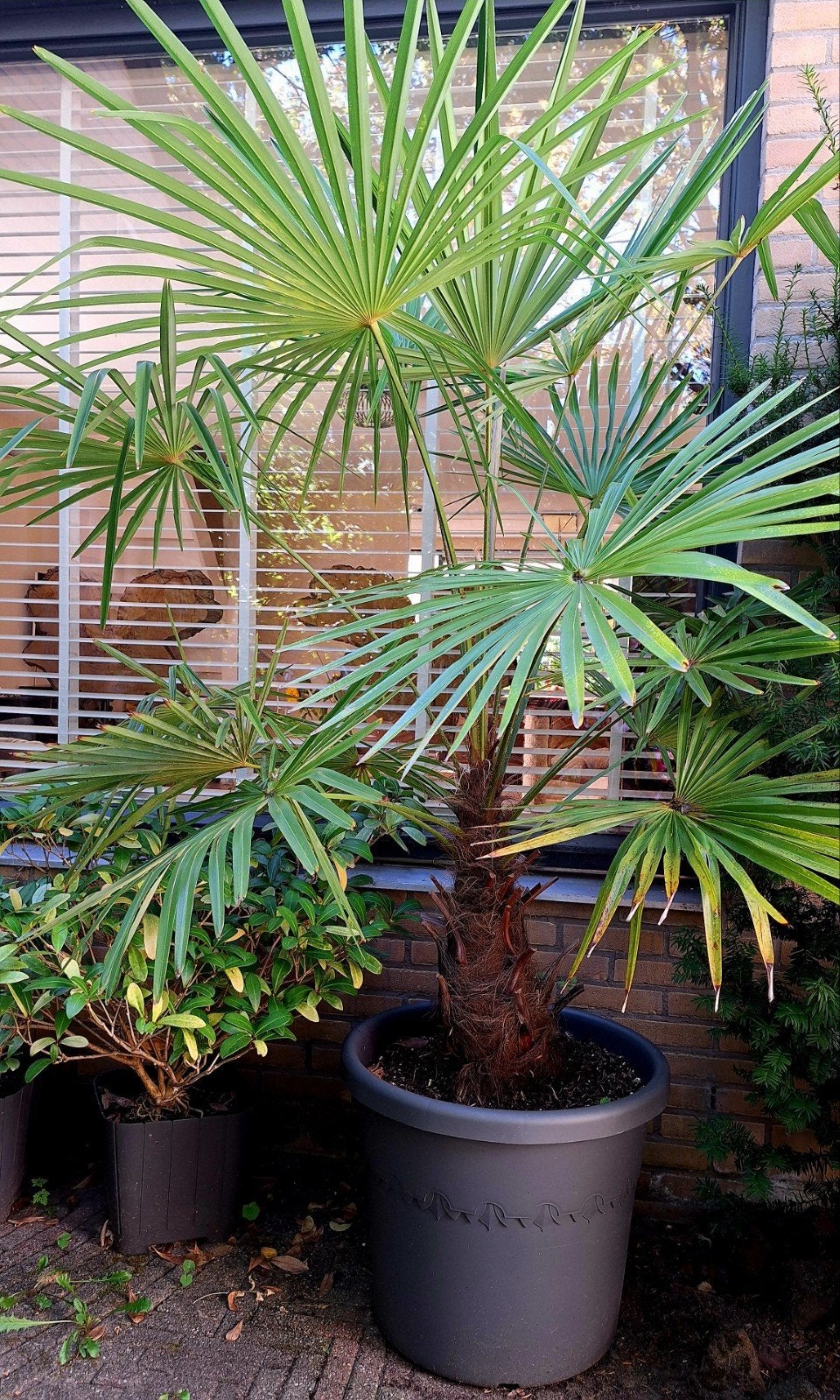 zelf gekweekte winterharde palmboom met grote pot, Bloeit niet, 100 tot 250 cm, Palmboom, Ophalen