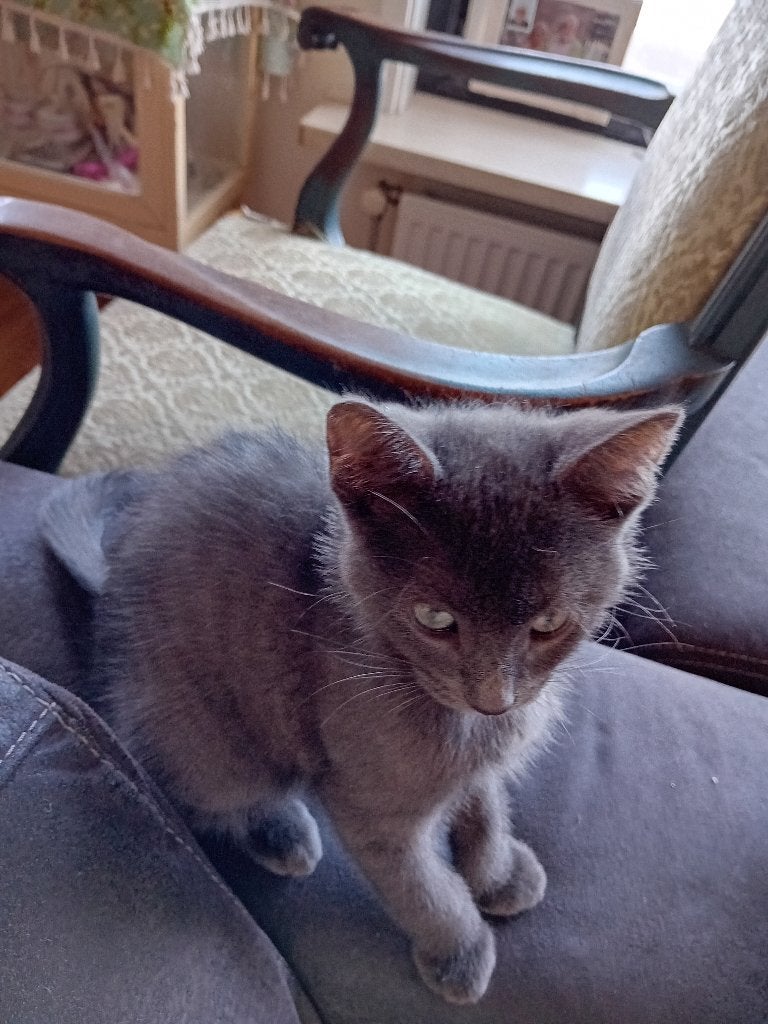 Mooie kittens half Britse korthaar,half Blauwe russ, Kater, Kortharig, 0 tot 2 jaar