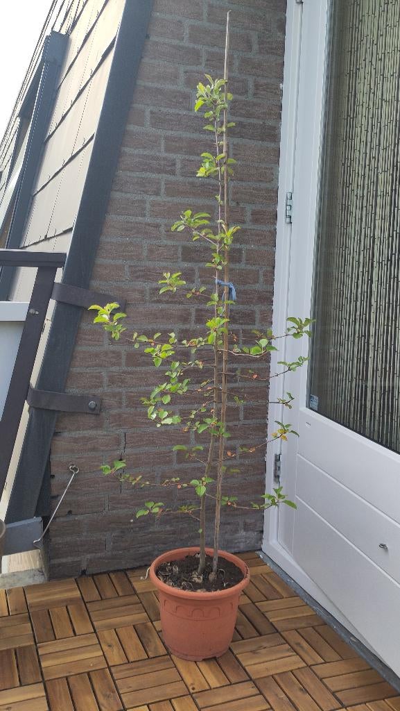 Appelboompje wilde appel, Ophalen, Lente, Volle zon, In pot