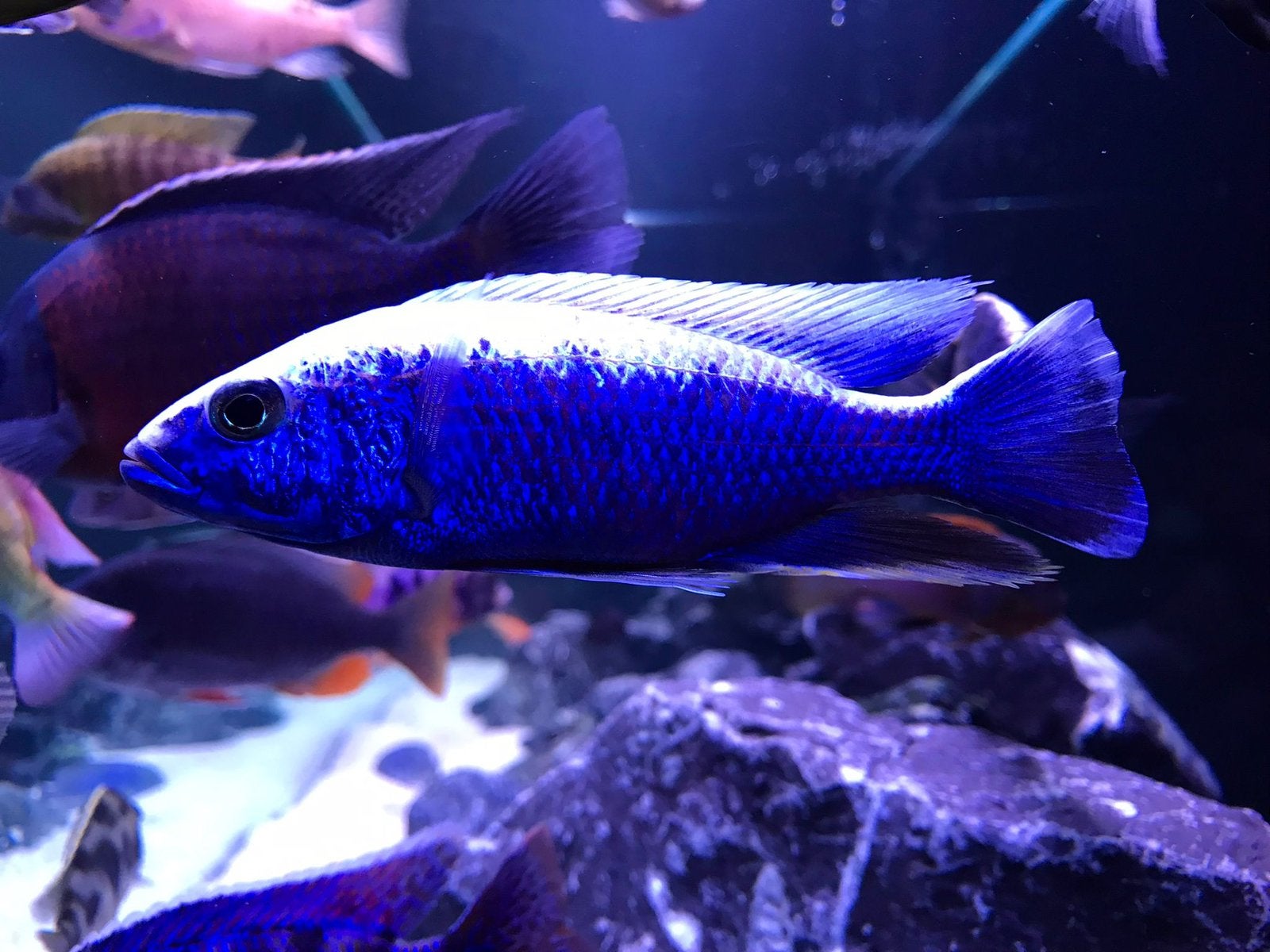 Scianochromis Fryeri ( malawi cichlide ), Dieren en Toebehoren, Vis, Zoetwatervis