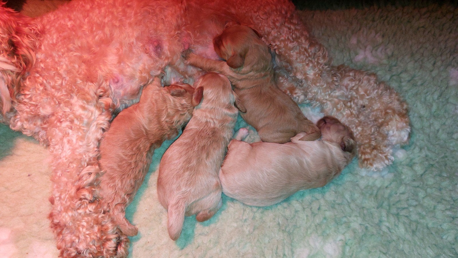 Mini Labradoodle pups, Overige rassen, CDV (hondenziekte), 8 tot 15 weken, Meerdere