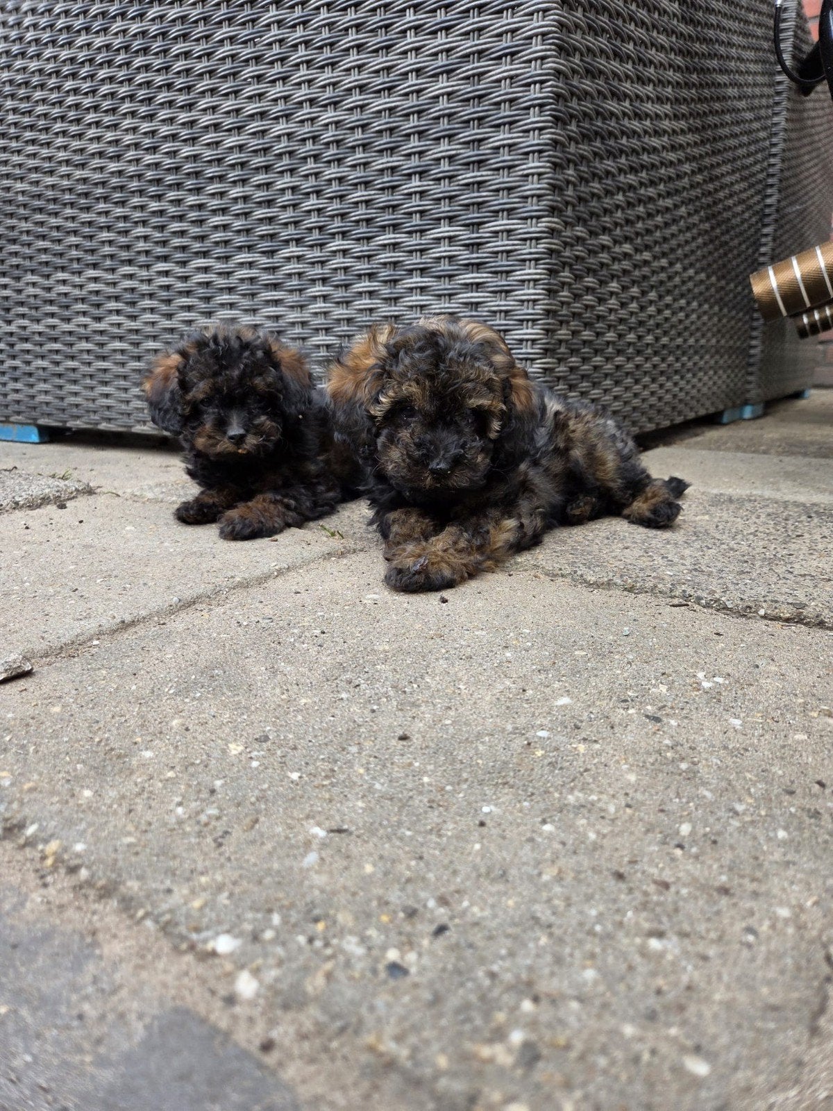 Mooie gezonde mini toypoedel puppys, Dieren en Toebehoren, Poedel, 8 tot 15 weken, Meerdere, Meerdere dieren