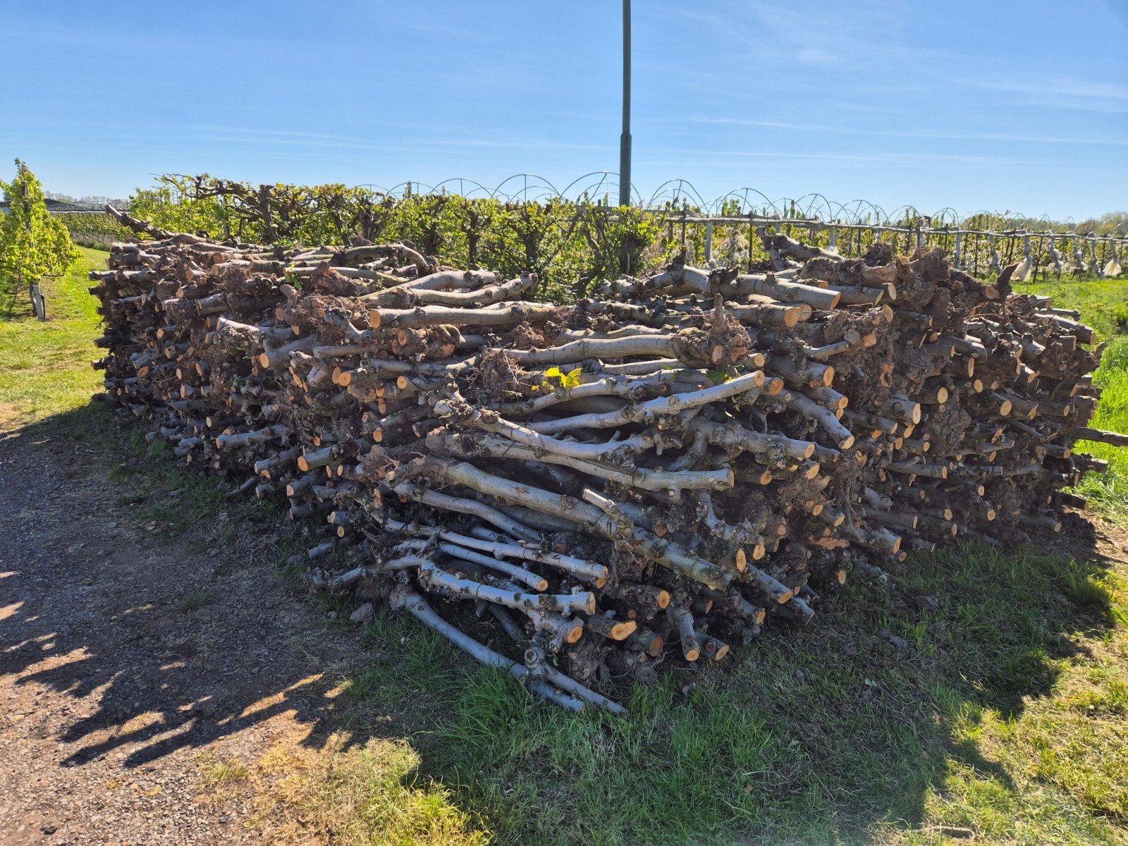 Appel openhaard hout, 6 m³ of meer, Ophalen of Verzenden, Overige houtsoorten, Stammen