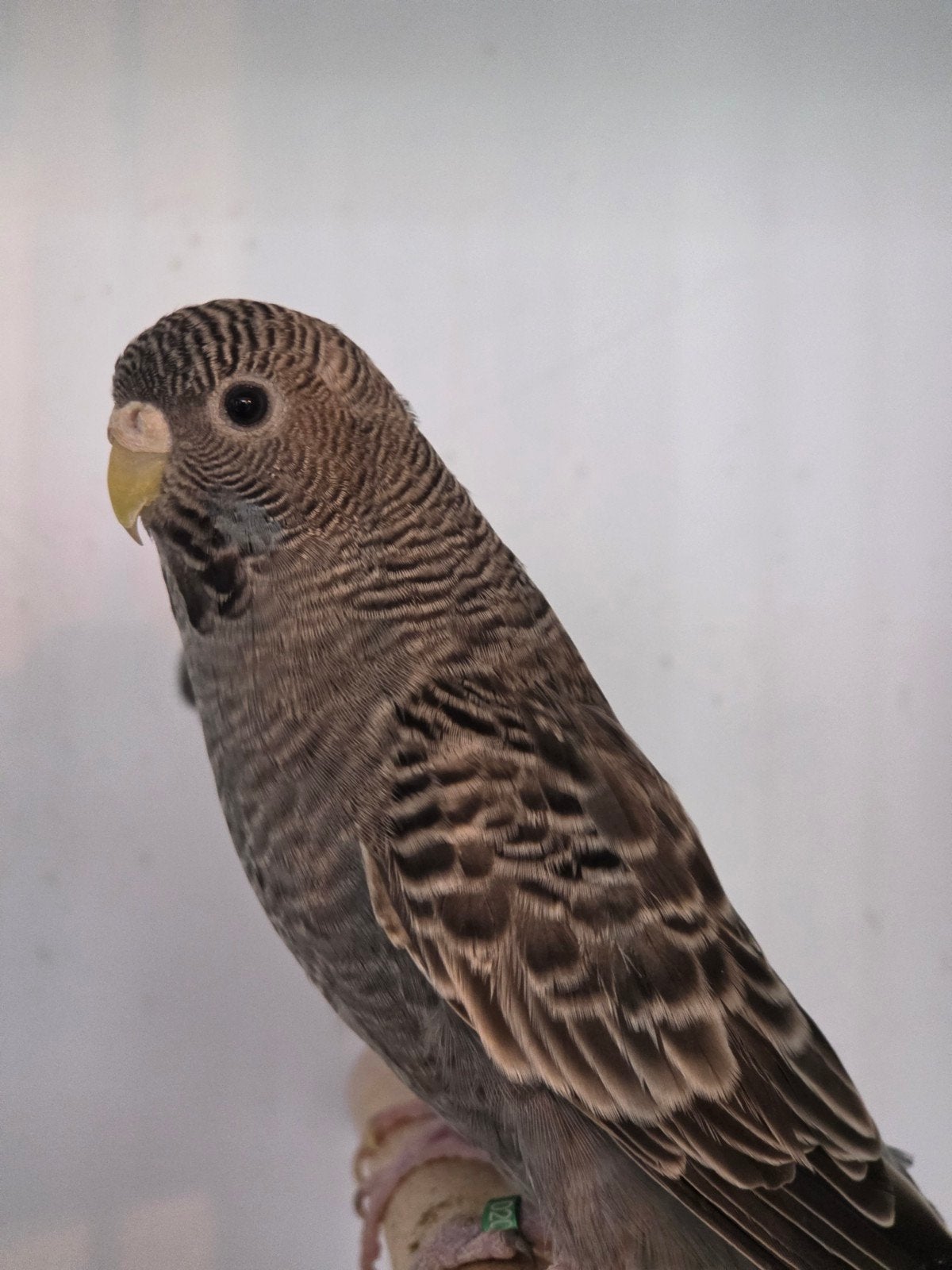 Blackface split blackwing vrouw, Dieren en Toebehoren, Vogels | Parkieten en Papegaaien, Vrouwelijk, Parkiet, Geringd