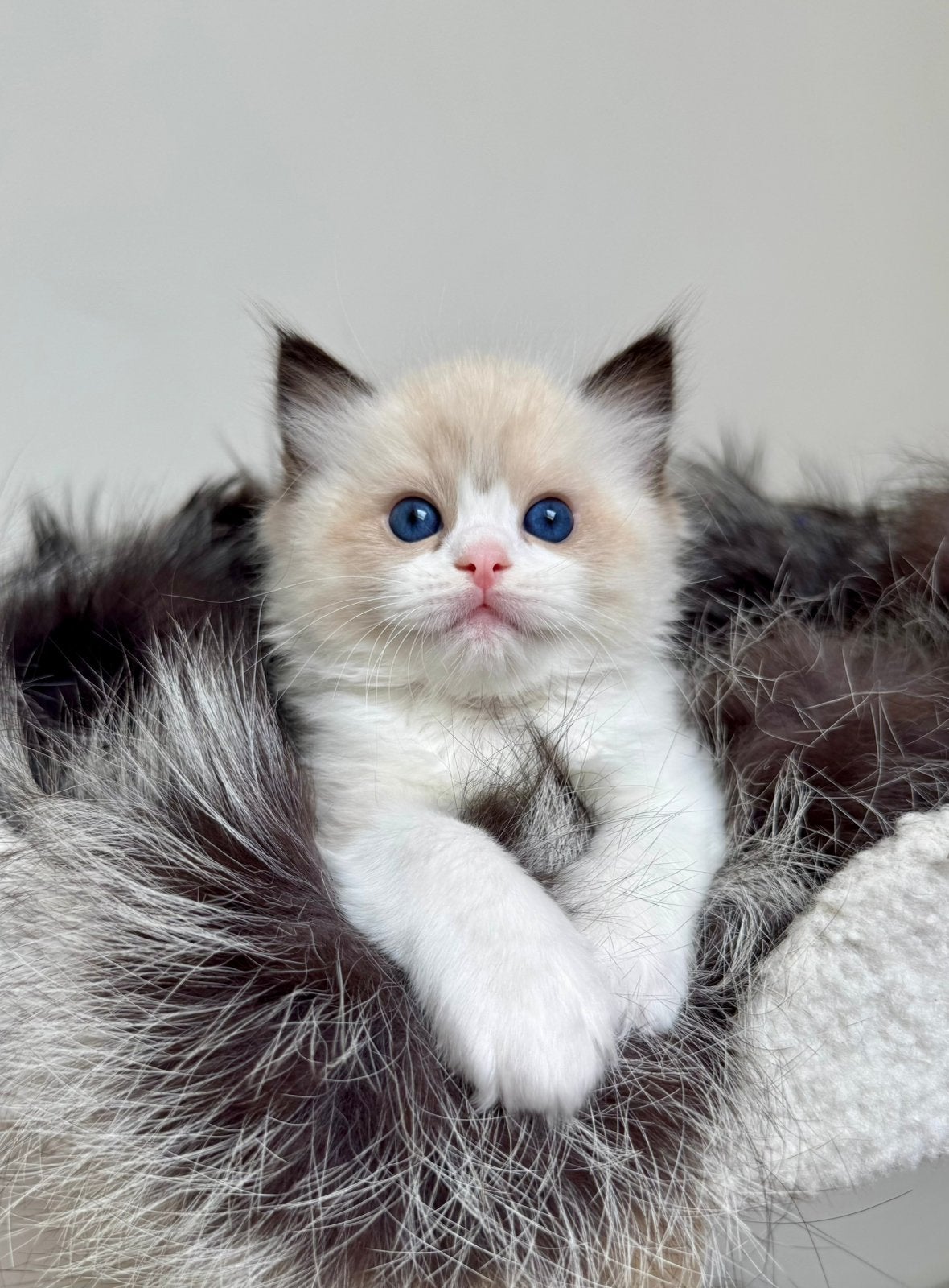 Nog EEN RAGDOLL KITTEN BESCHIKBAAR| geteste ouders| stamboom, Meerdere dieren, Langharig, 0 tot 2 jaar