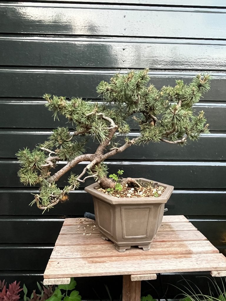 Pinus Bonsai, Volle zon, Bloeit niet, Minder dan 100 cm, Overige soorten