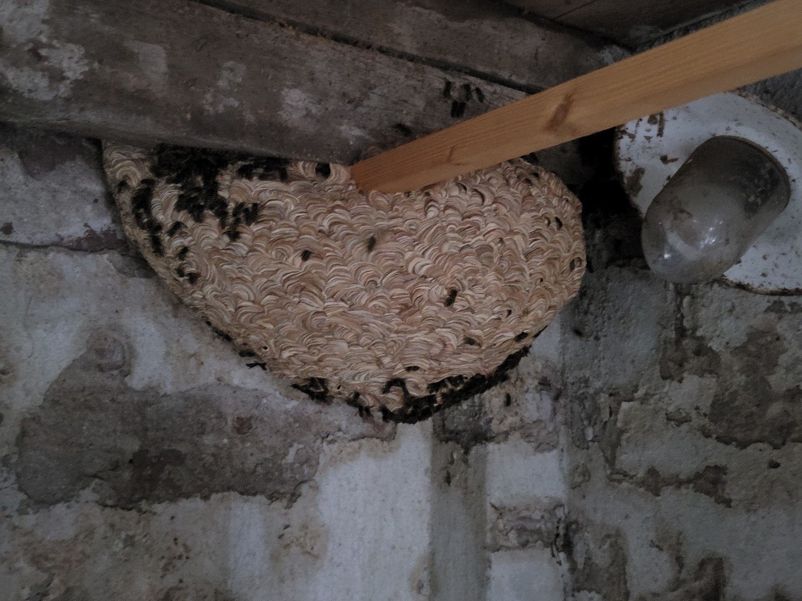 wespenbestrijding en mollenbestrijding, Overige soorten