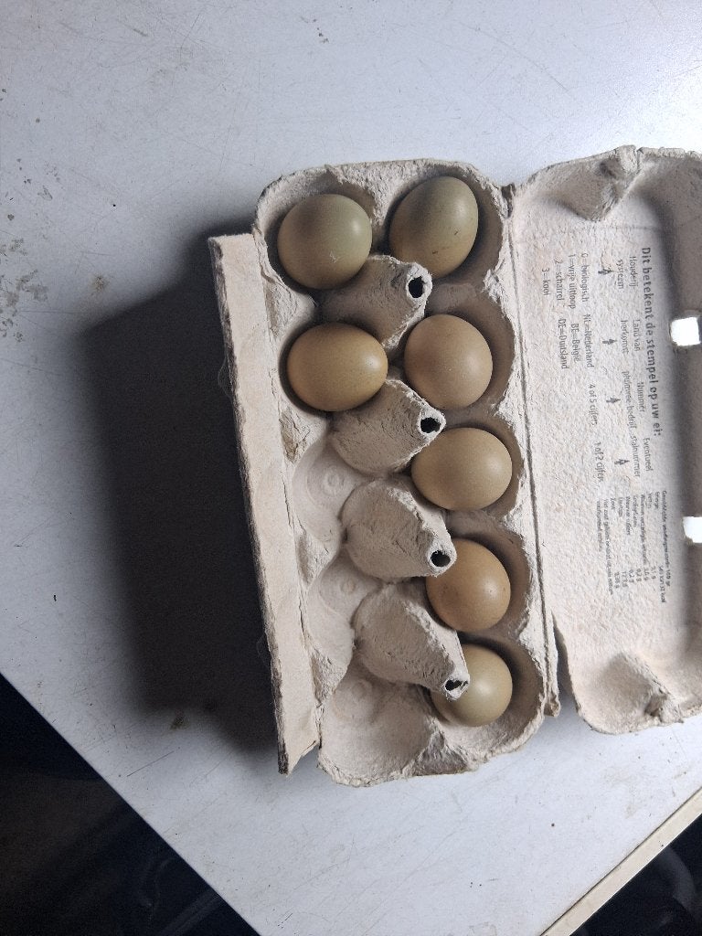 Fazanten eieren, Dieren en Toebehoren, Geslacht onbekend, Kip