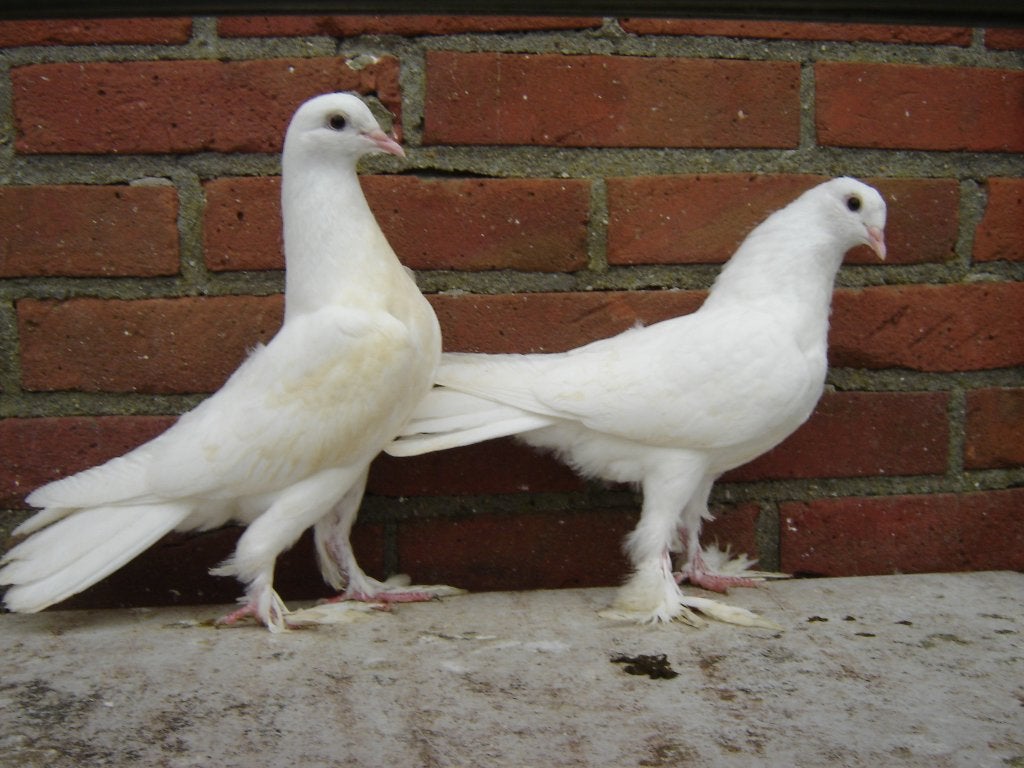 Witte..Sierduifjes *, Meerdere dieren, Overige soorten