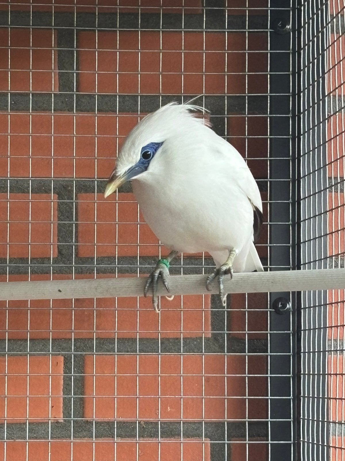 Bali spreeuw., Dieren en Toebehoren, Vogels | Overige Vogels, Mannelijk, Geringd