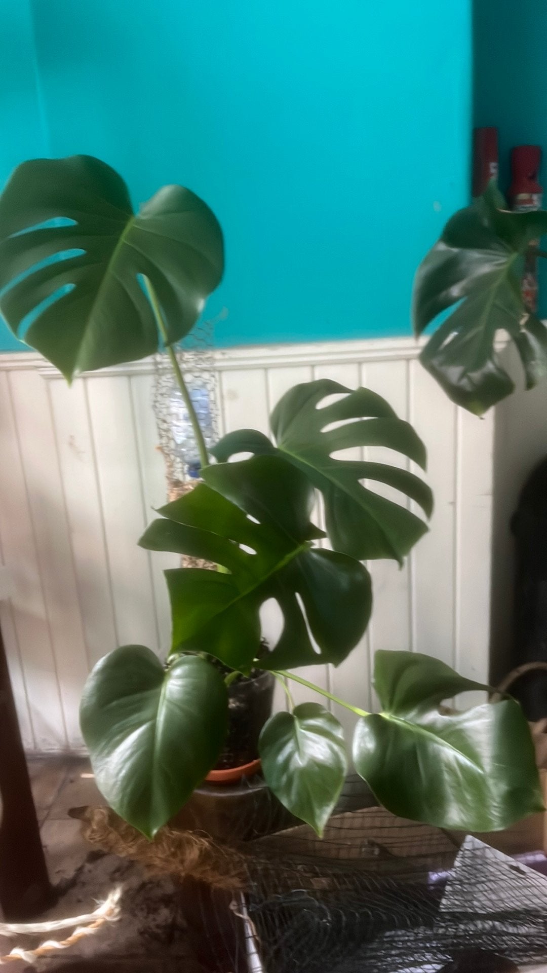 Monstera, Huis en Inrichting, Kamerplanten, Ophalen, Halfschaduw, Minder dan 100 cm