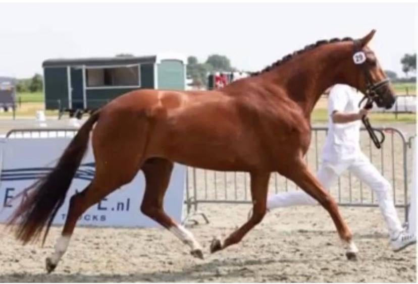 Fokmerrie, Dieren en Toebehoren, Merrie