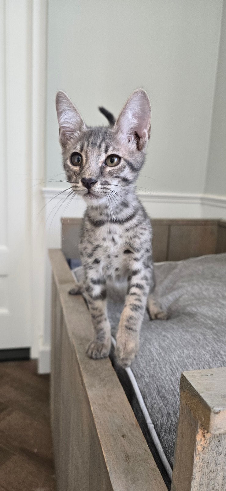 Savannah kitten licht van kleur, Dieren en Toebehoren, Katten en Kittens | Raskatten | Korthaar, Meerdere dieren