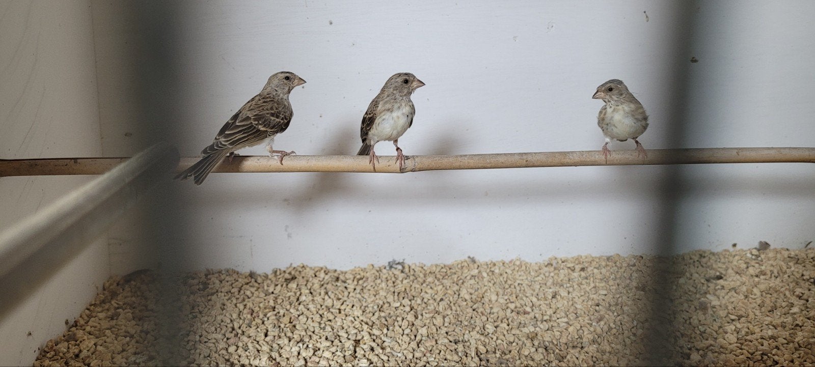 Witstuit edelzanger, Geslacht onbekend, Wildzangvogel