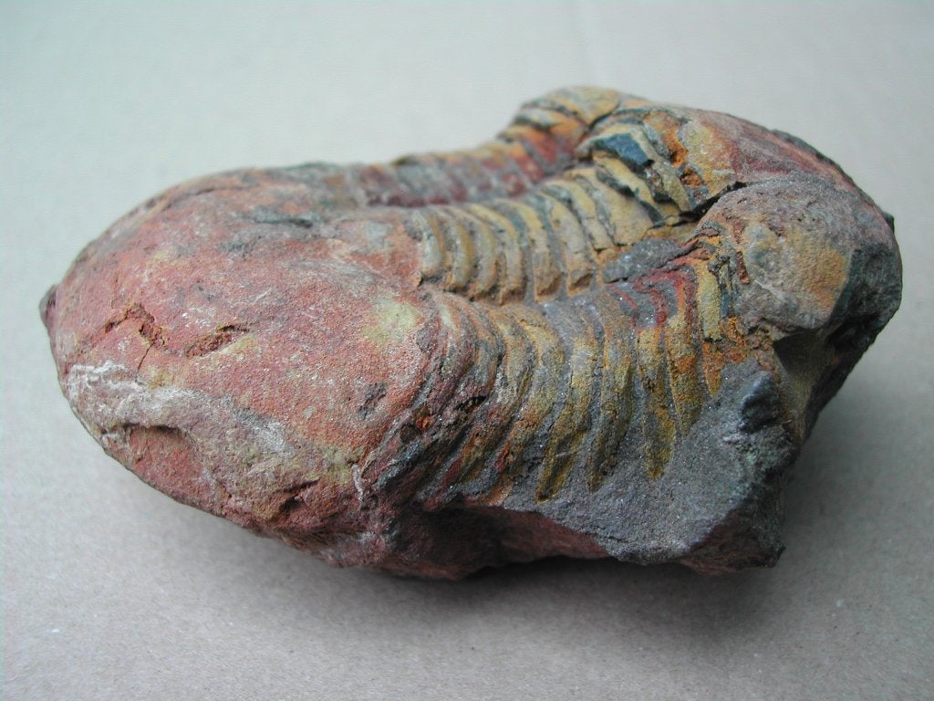 Trilobiet Ectillaenus benignensis, Ordovicium, Marokko, Ophalen of Verzenden, Fossiel