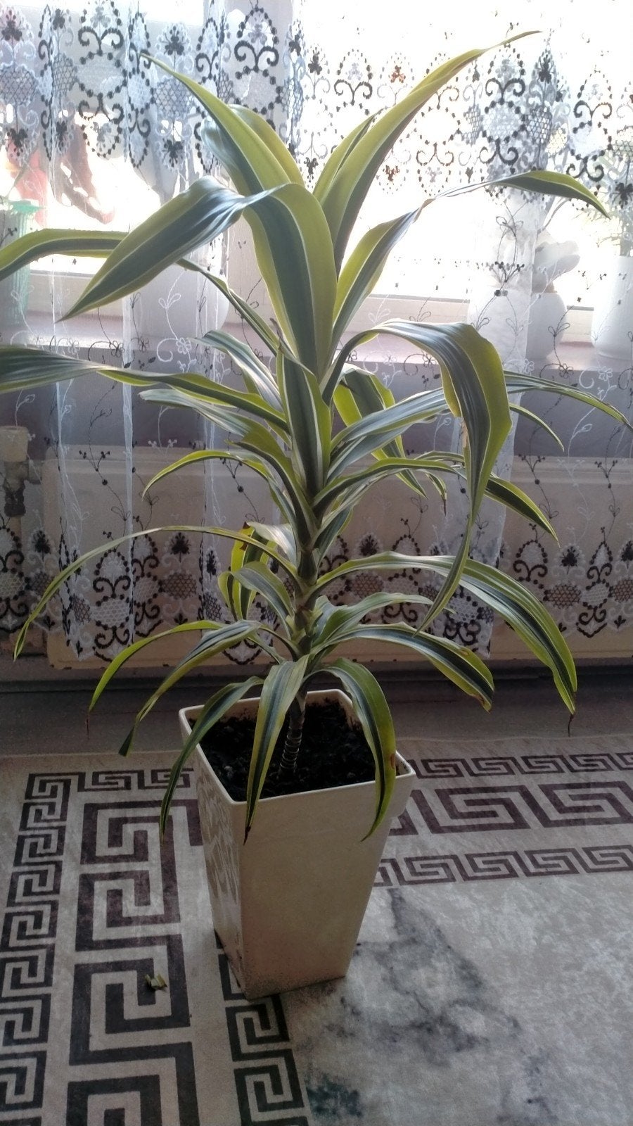 Mooie Dracaena plant in pot, Overige soorten, In pot, Minder dan 100 cm, Groene kamerplant