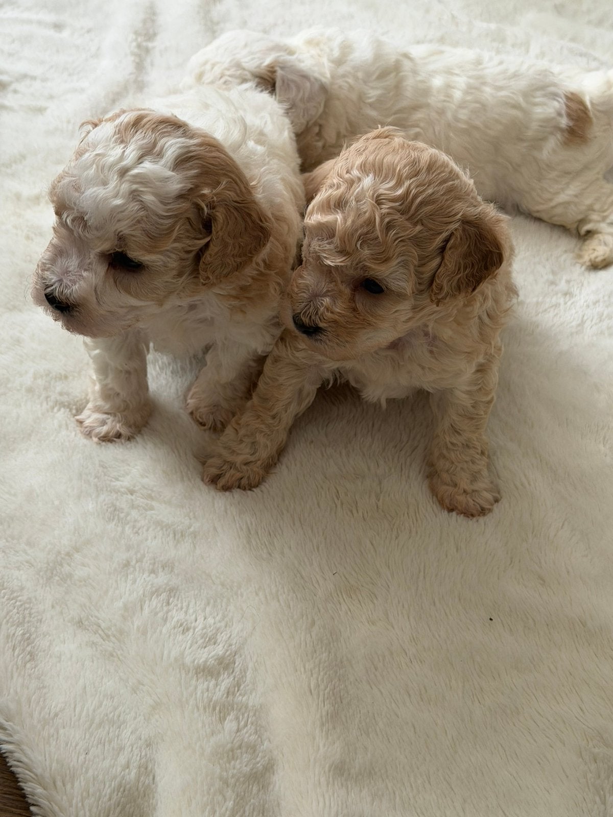 Toy poedel pups, Poedel, CDV (hondenziekte), 8 tot 15 weken, Meerdere