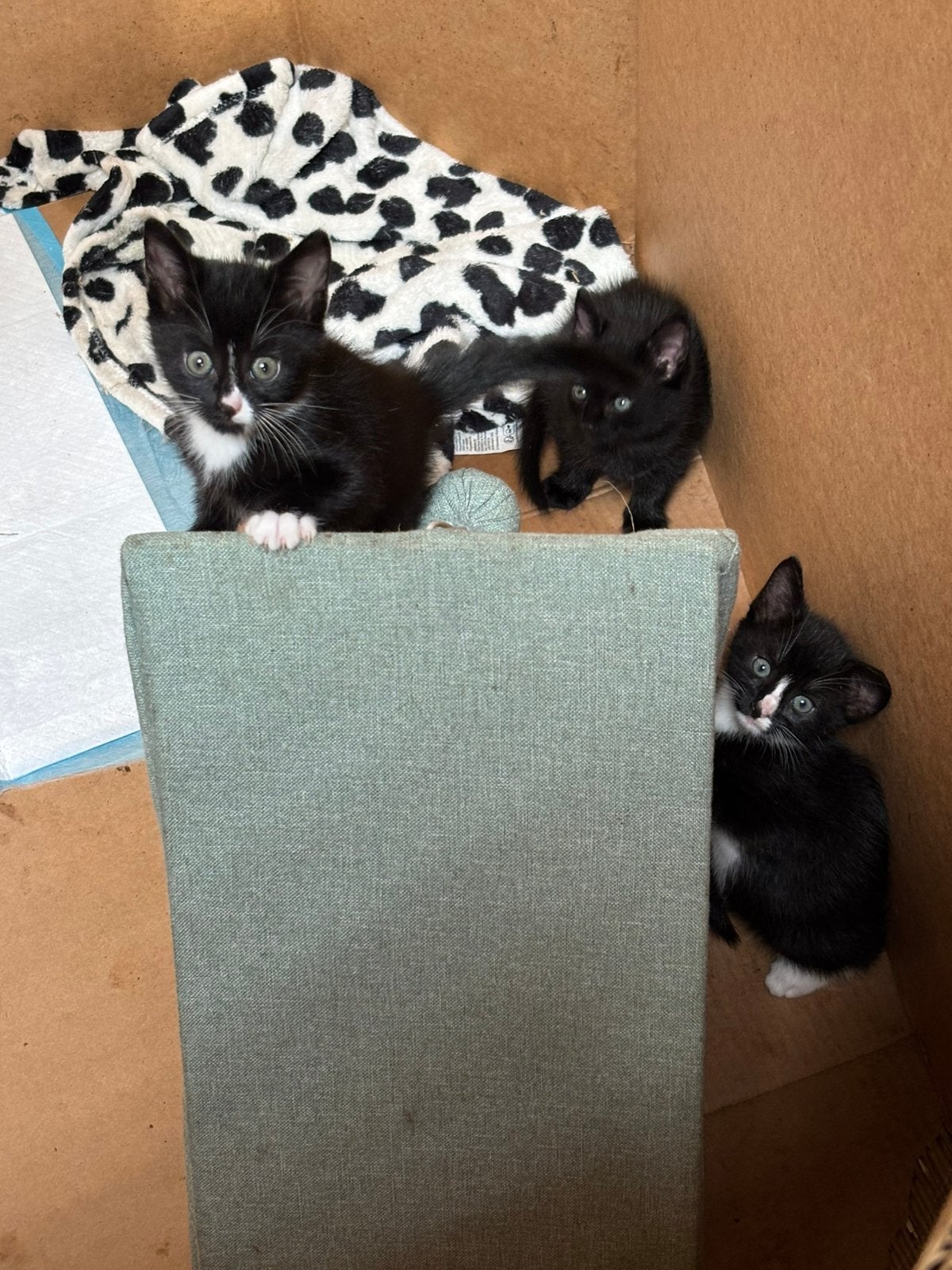 Kittens zoeken een fijn huis!, Meerdere dieren, 0 tot 2 jaar