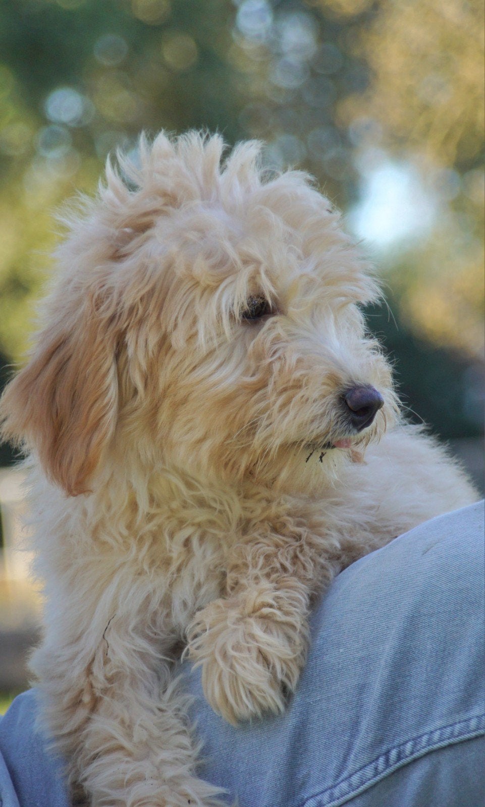 Lieve en levendige Labradoodle pups f4, Overige rassen, 8 tot 15 weken, Meerdere, Meerdere dieren