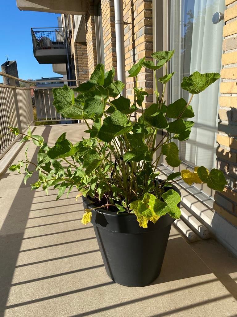 Grote pot met zonnehoed en stokroos planten, Volle zon, Vaste plant, Zomer, Ophalen